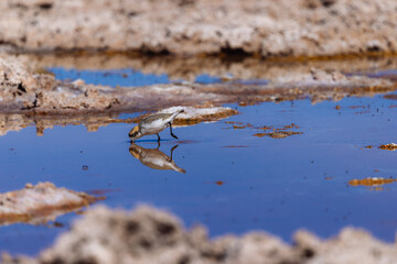 Laguna Chaxa, Atacama Desert, Chile – September 12th, 2025 – A Chilean Plover (Charadrius modestus) drinks from a shallow lagoon, its beak touching the surface in perfect reflection.