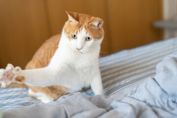 気になって見つめる猫の視線　茶トラ白