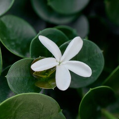 White gardenia blossom, tropical ornamental plant in Mediterranean garden