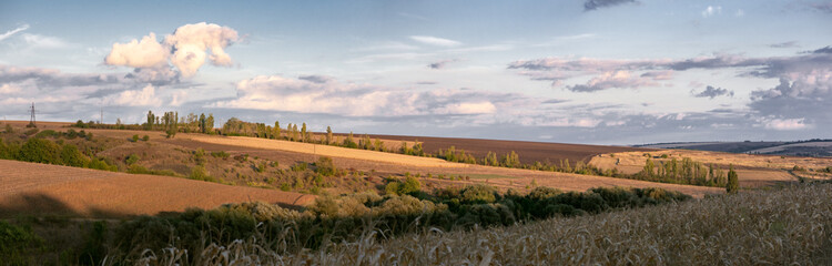 Fototapeta premium An endless horizon of corn fields. Corn fields ready for harvest. Agricultural fields of Ukraine. A road along a field.Panorama.