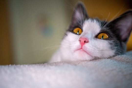 Cat Blanket Home - Close-up of a white and grey cat with amber eyes lying on a white blanket looking up. - Powered by Adobe