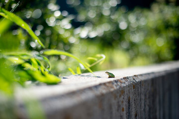 小さなカエルの物語