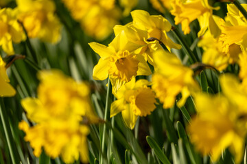 Obraz premium A bunch of yellow flowers with a blurry background. The flowers are in full bloom and are the main focus of the image.