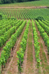 Saint-&Eacute;milion Vineyards in Bordeaux, France, on a Cloudy Day &mdash; August 13, 2024