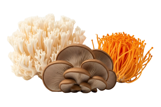 Mix of coral tooth, shiitake, and cordyceps mushrooms isolated on transparent background
