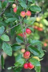 Crab apples on a tree in autumn