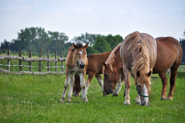 Young colt baby horse brown colour grazing on th farm