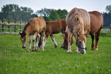 Young colt baby horse brown colour grazing on th farm