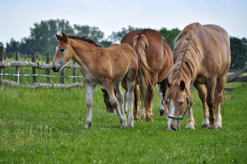 Fototapeta premium Young colt baby horse brown colour grazing on th farm