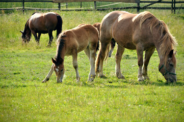 Fototapeta premium a little horse, a foal, is grazing in the middle of a meadow