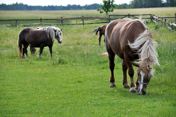 two brown horses graze on green grass in a meadow © Aldona