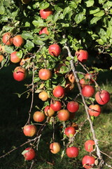 Cox's orange pippin apples on a tree