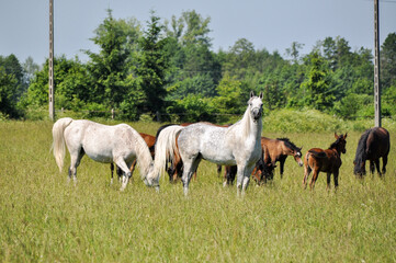 a herd of horses stand in the paddock group