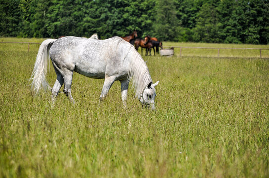 sigle one white horse graze on green grass in a meadow eat grass