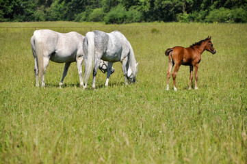 a little horse, a foal, is grazing in the middle of a meadow with two white horses