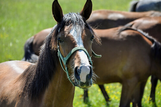 sigle one brown horse graze on green grass in a meadow