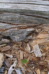 Forest floor macro with tree trunk rough and weathered with cracks and chips, surrounded by wood debris and a new small green plant emerging — a philosophical scene of regeneration, resilience