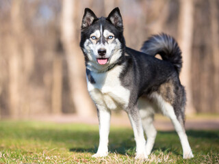 A Husky dog standing outdoors