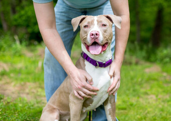 Person petting a Pit Bull Terrier mixed breed dog