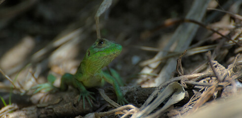 green lizard on a tree