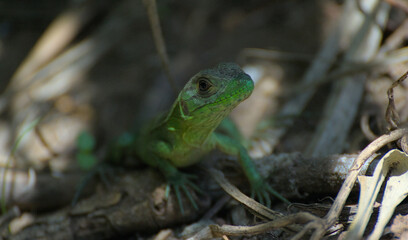 green lizard on a tree