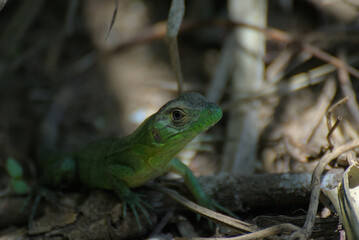 lizard on the tree