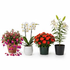 Four beautiful potted flowering plants displayed together a delightful collection for home or garden