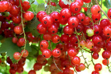 Ripe redcurrants on branches on a sunny day in the garden. Organic farming, healthy eating.