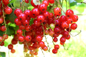 Ripe redcurrants on branches on a sunny day in the garden. Organic farming, healthy eating.