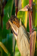 Maiskolben in goldenen Farbtönen auf einem Maisgeld im Sonnenuntergang