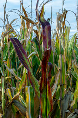 Maiskolben in goldenen Farbtönen auf einem Maisgeld im Sonnenuntergang