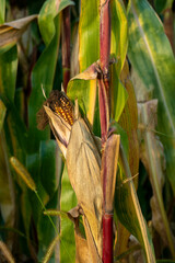 Maiskolben in goldenen Farbtönen auf einem Maisgeld im Sonnenuntergang