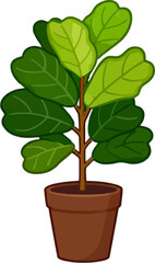 Fiddle leaf fig plant in a brown pot with lush green leaves