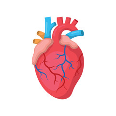 A stylized illustration of a human heart with visible arteries and veins
