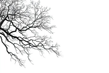 Bare tree branches against a white background