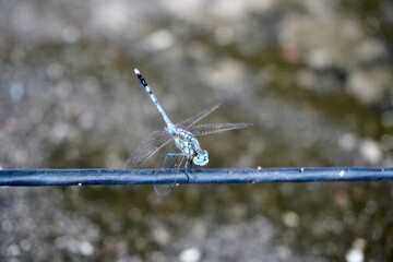 Blue dragonfly perched on wire with outstretched transparent wings