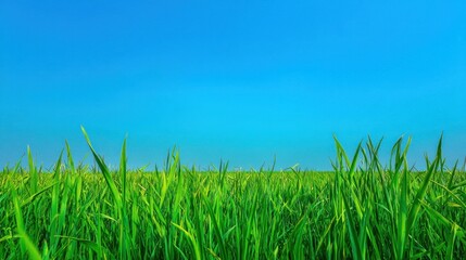 Fototapeta premium Lush Green Grass Field Under a Bright Blue Sky Create a Serene Natural Landscape Atmosphere Perfect for Outdoor Scenery Concepts