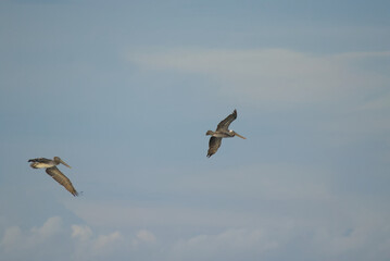 pelicans flying in the sky