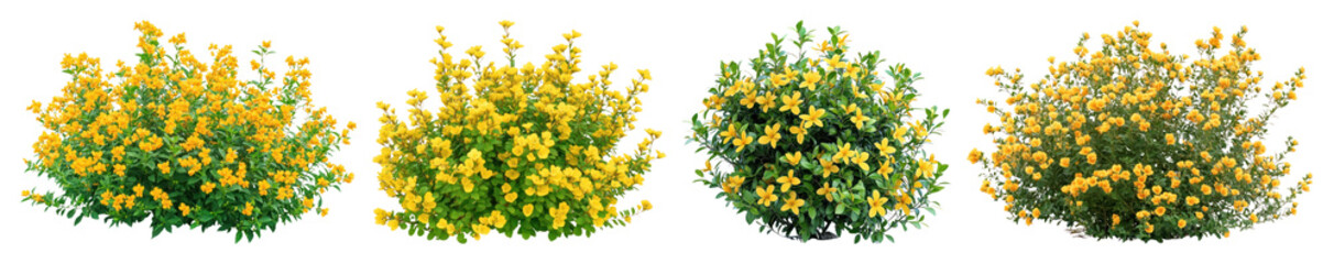 Fototapeta premium PNG Vibrant yellow flowering bushes, element set on transparent background