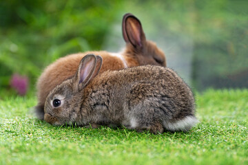 Cuddly furry rabbit bunny sitting and playful together on green grass over natural background. Lovely little bunny brown grey rabbit cleaning body with family on grass.Easter newborn mammal pet family