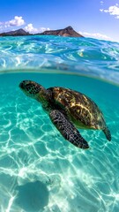 Sea turtle swimming in clear turquoise water
