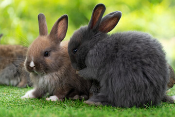 Cuddly furry rabbit bunny clean body sitting together with family on green grass natural background. Baby fluffy rabbit black, brown bunny family playful on field. Easter newborn bunny family concept.