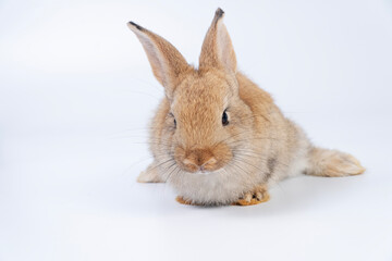 Adorable baby rabbit bunnies brown looking at something sitting over isolated white background. Puppy lovely furry infant brown bunny ears rabbit playful with copy space. Easter bunny animal concept.