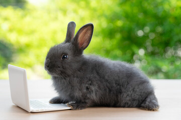 Tiny rabbit furry bunny small laptop online sitting on bokeh spring green background. Lovely baby...