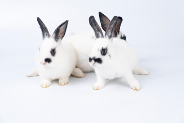 Adorable furry baby bunny rabbits sitting and lying together playful over isolated white background. Three lovely cuddle family rabbits sitting playful together on white. Easter animal family concept.