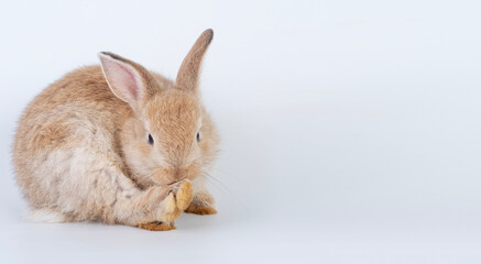 Cuddly rabbit fluffy bunny cleaning body paw sitting over isolated white background. Adorable little bunny brown tail rabbit furry clean body legs with copy space. Symbol festive easter exotic pet.