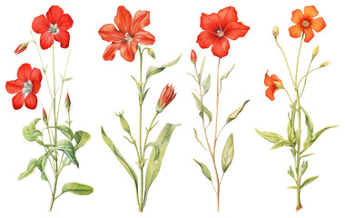 PNG Vibrant red floral illustration, element set on transparent background