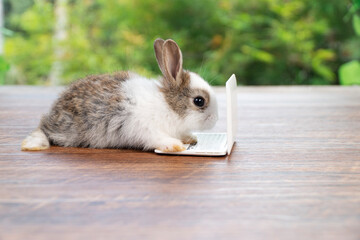 Tiny cuddly rabbit bunny with small laptop sitting on wooden green background. Lovely white black baby rabbit looking at something with notebook on lawn natural background. Easter fluffy bunny concept