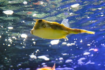 cowfish in aquarium © Mt. Cape