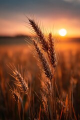Golden wheat ear illuminated by sunset light in dreamy rural field landscape